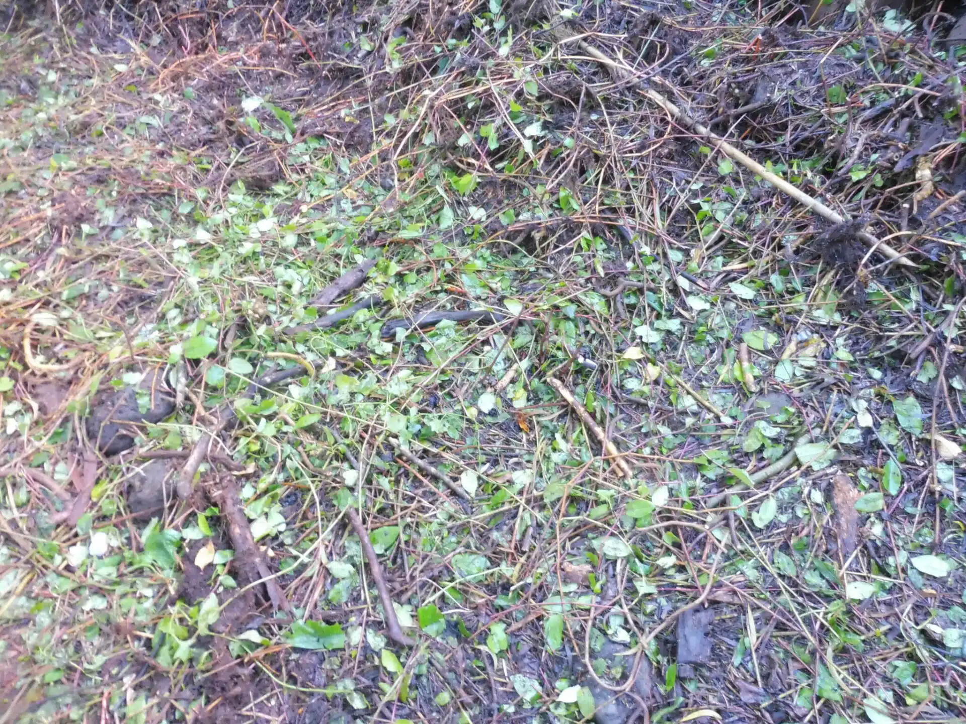 La parcelle envahit de senecio et de liane rouge au Maïdo en face du restaurant la luge. (Février 2023)