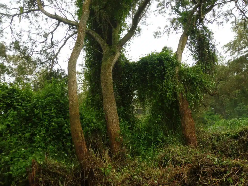 La parcelle envahit de senecio et de liane rouge au Maïdo en face du restaurant la luge. (Février 2023)