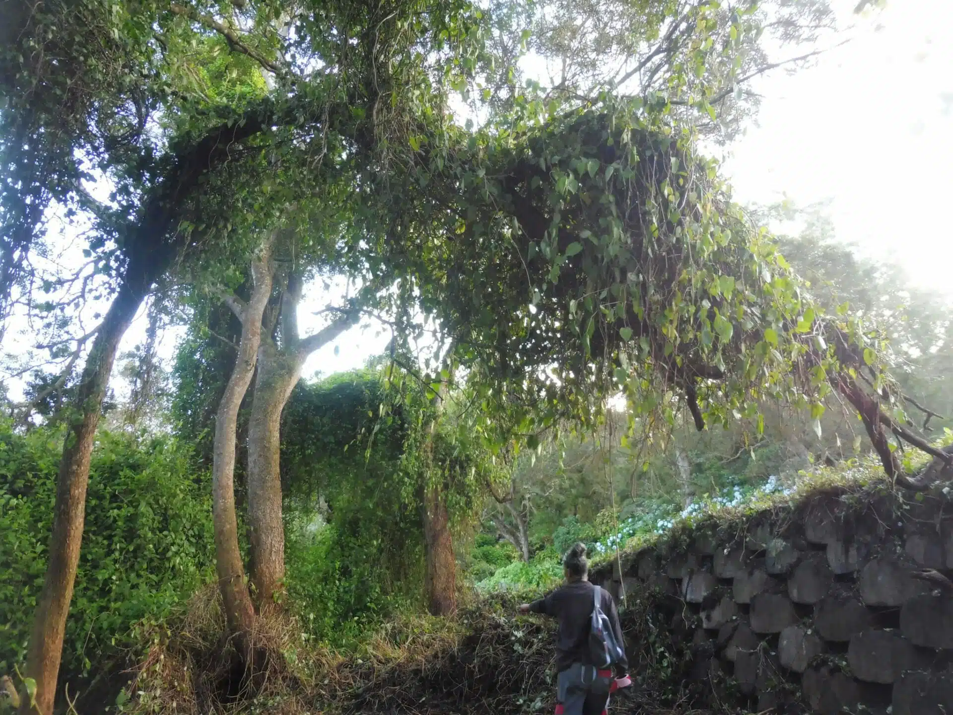 La parcelle envahit de senecio et de liane rouge au Maïdo en face du restaurant la luge. (Février 2023)
