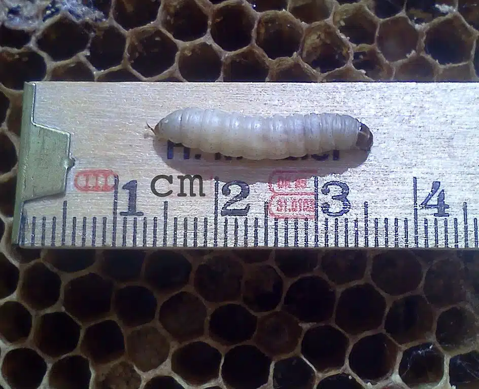 galleria mellonella plastique