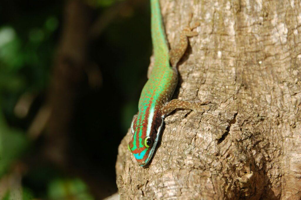 Gecko vert de Manapany