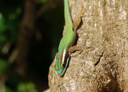 Gecko vert de Manapany