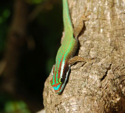 Gecko vert de Manapany