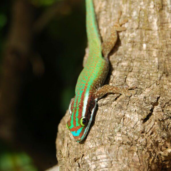 Un jeu de piste pour sensibiliser autour du gecko vert de Manapany