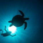 [Écologie] « Les plongeurs d’aujourd’hui sont des gens responsables »