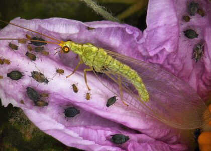 Adulte de chrysope . (Antoine-FRANCK-Cirad)