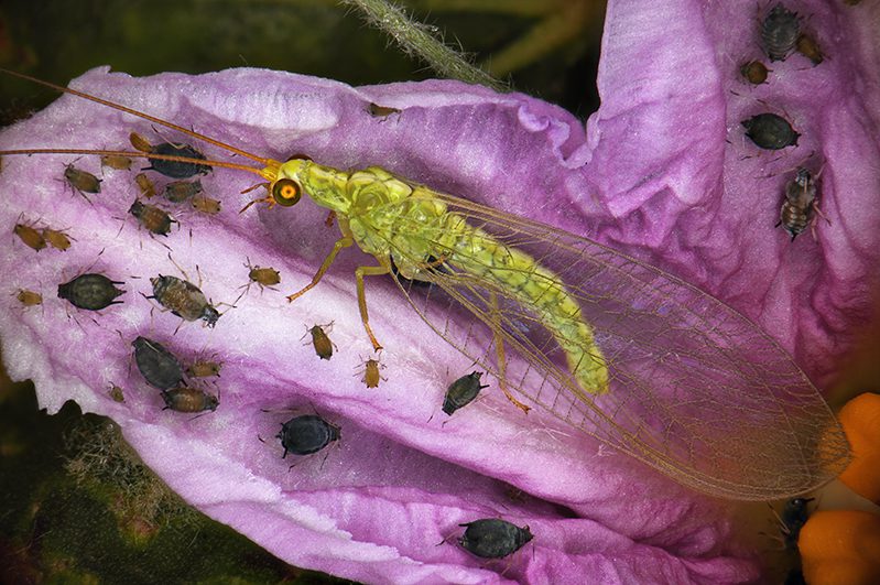 [Ecologie] Les insectes amis de nos jardins