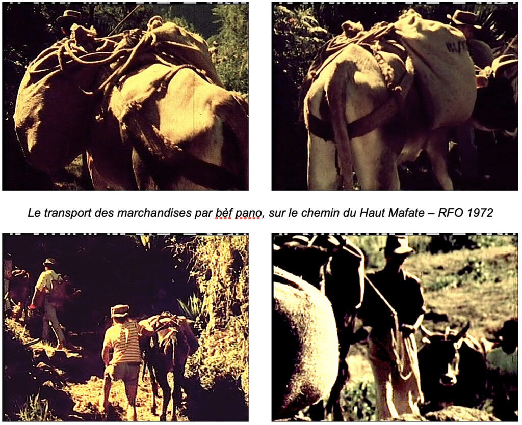 Le transport des marchandises par bèf pano, sur le chemin du Haut Mafate – RFO 1972