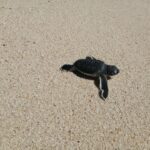 [Madagascar] Plage de naissance de milliers de tortues