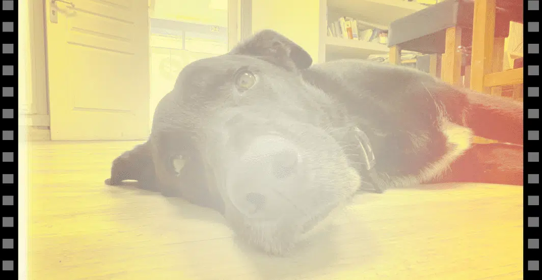 IA ChronIA et Lady la fée