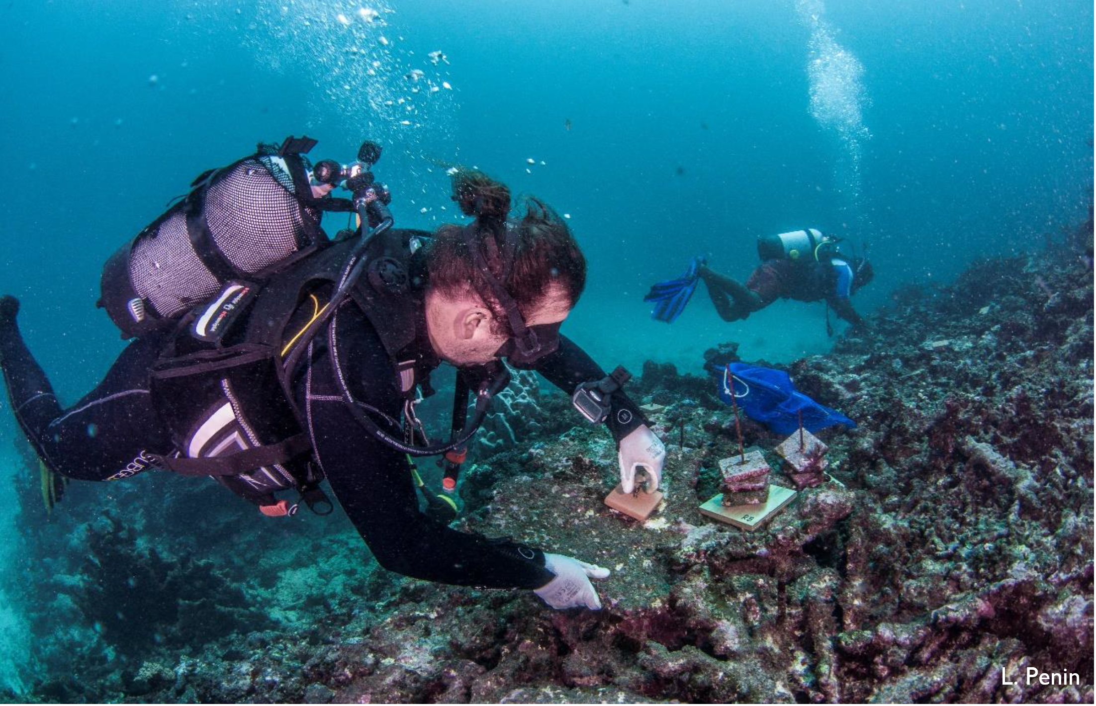 [Écologie marine] La réserve ne suffit plus pour protéger le corail