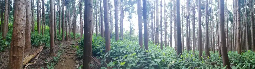 Forêt des Makes envahie par les plantes invasives.