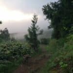 Forêt des Makes envahie par les plantes invasives.