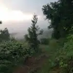 Forêt des Makes envahie par les plantes invasives.