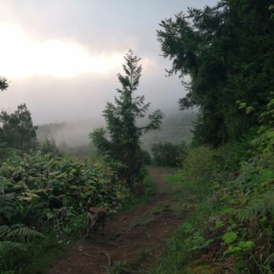Forêt des Makes envahie par les plantes invasives.