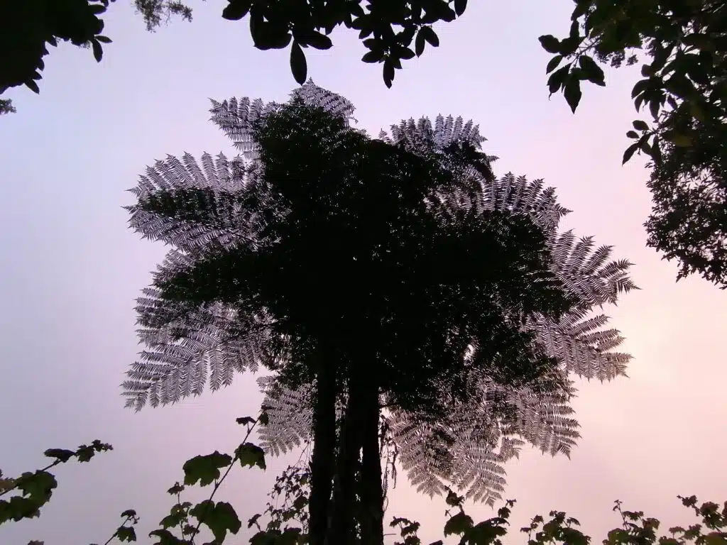 Forêt des Makes envahie par les plantes invasives.