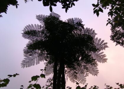 Forêt des Makes envahie par les plantes invasives.