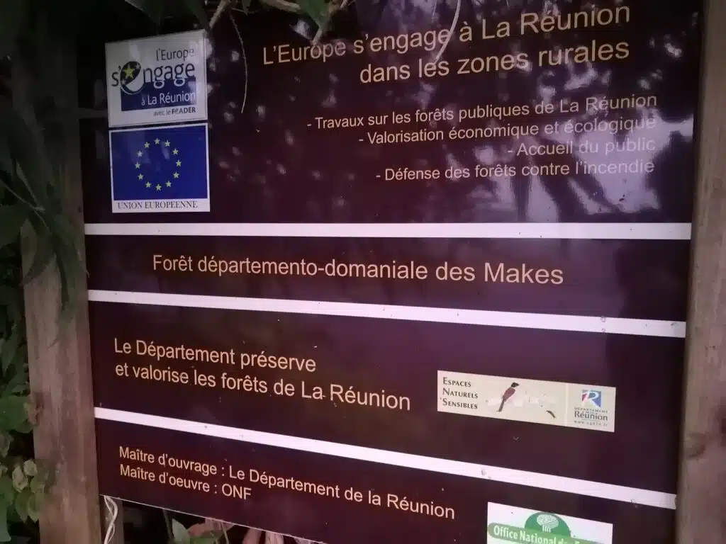 Forêt des Makes envahie par les plantes invasives.