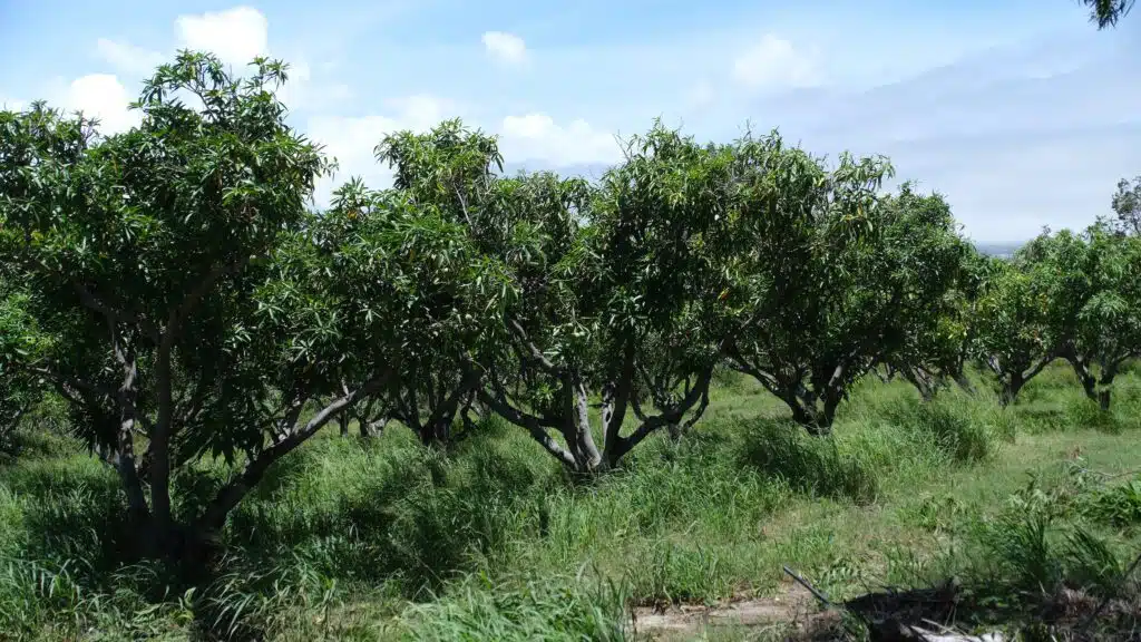verger mangue Alexandre law yat après le passage du cyclone Belal