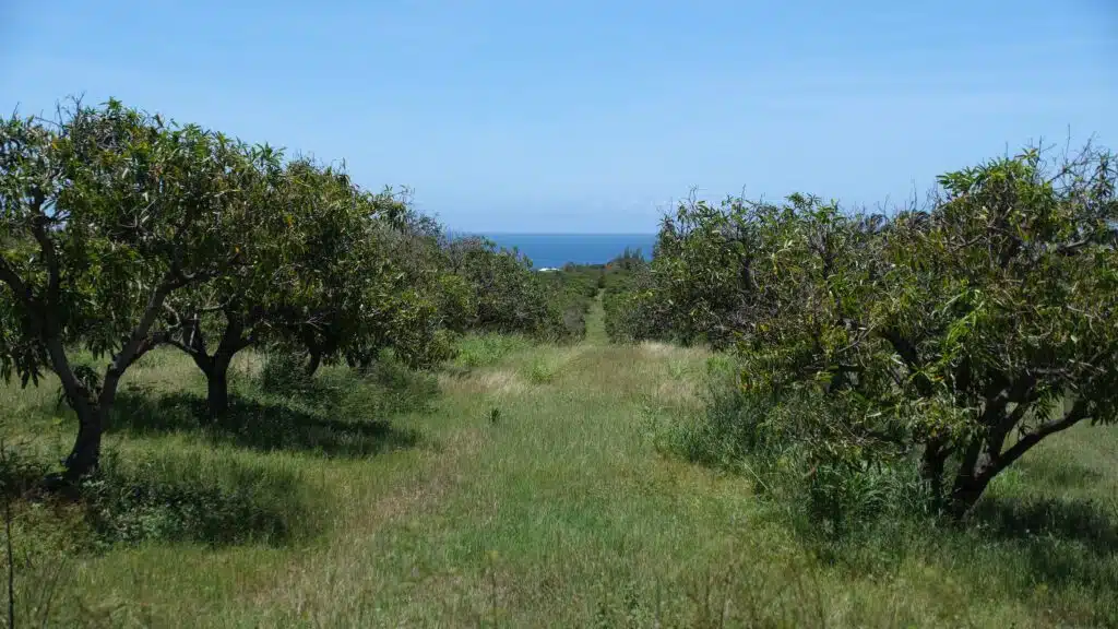 verger mangue Alexandre law yat après le passage du cyclone Belal