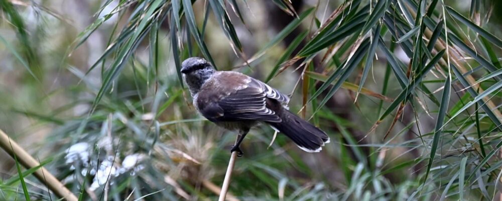 Observation tuit-tuit Roché écrite biodiversité Séor