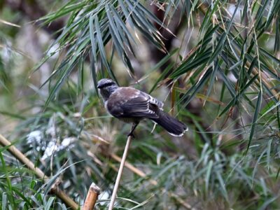 Observation tuit-tuit Roché écrite biodiversité Séor