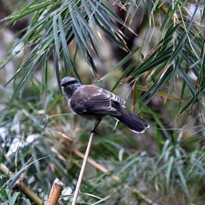 Observation tuit-tuit Roché écrite biodiversité Séor