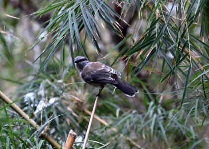 Observation tuit-tuit Roché écrite biodiversité Séor