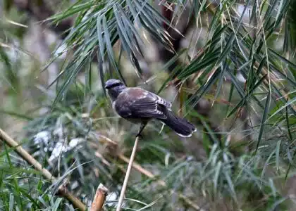 Observation tuit-tuit Roché écrite biodiversité Séor