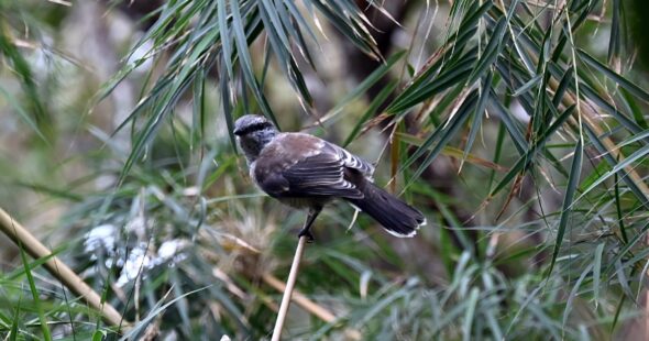 Observation tuit-tuit Roché écrite biodiversité Séor