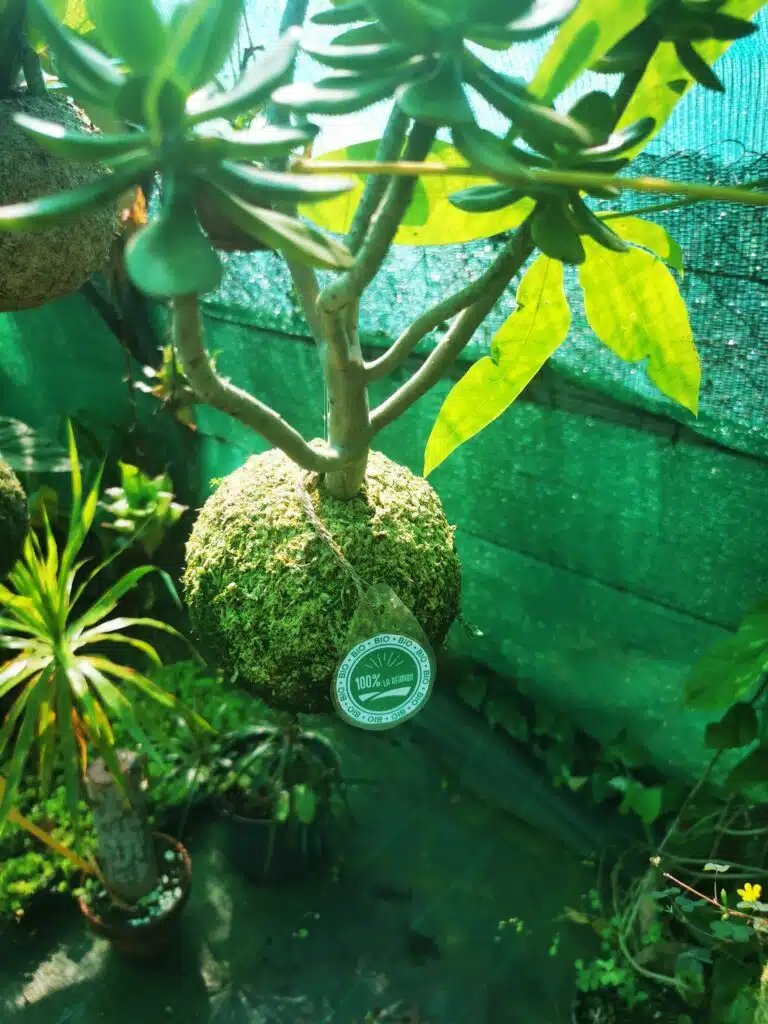 Flora Malet, pépiniériste à Petite-Île (Photo Essentiel et Strategies)