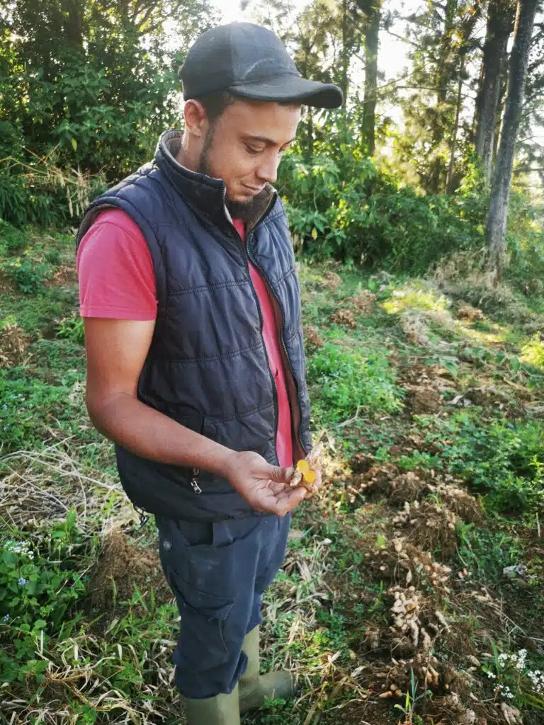 Grégoire Gerbith, planteur de curcuma et d'arrow root Plaine des Grègues (Photo Essentiel et Strategies)