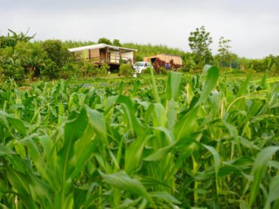 Kako et Stéphane Kenklé, artistes et agriculteurs