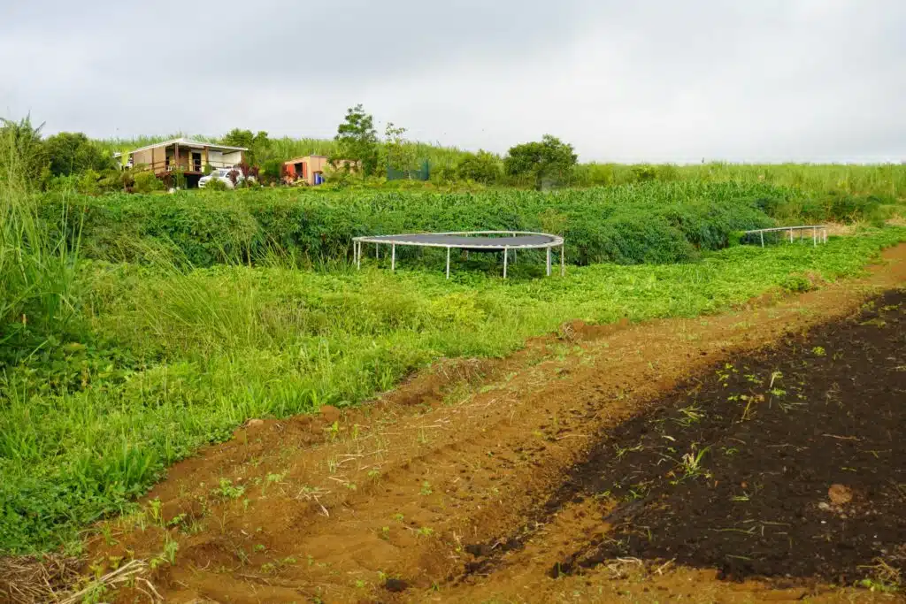 Kako et Stéphane Kenklé, artistes et agriculteurs