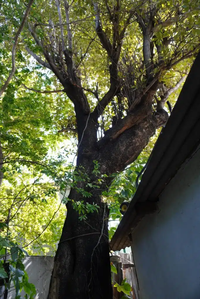 La famille Rallots, expulsée de chez elle à Ravine Blanche à Saint-Pierre depuis le 25 avril 2024 vit toujours sur les lieux. (Photo SF)
