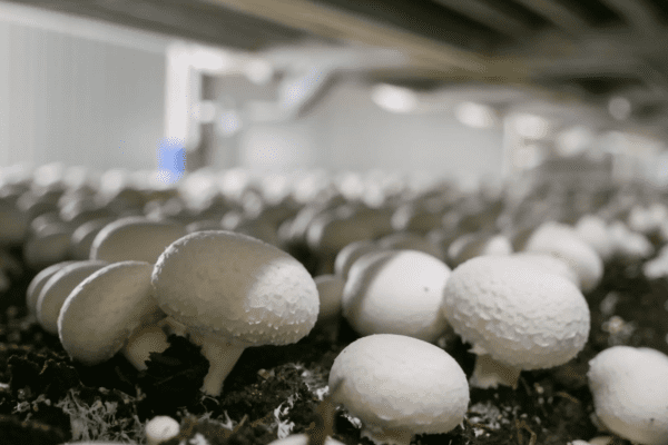 [Agriculture] La concurrence féroce de LM sur le marché des champignons