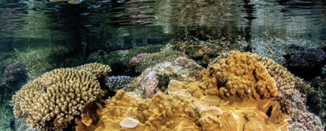corail Grand-Anse (Greenpeace)