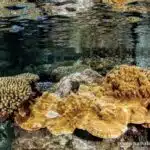 corail Grand-Anse (Greenpeace)