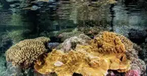 corail Grand-Anse (Greenpeace)
