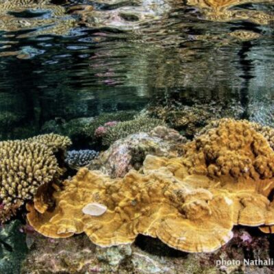 corail Grand-Anse (Greenpeace)