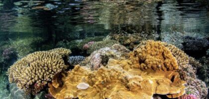 corail Grand-Anse (Greenpeace)