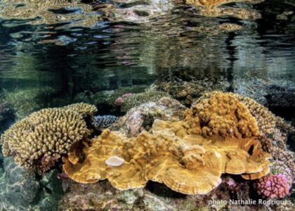 corail Grand-Anse (Greenpeace)