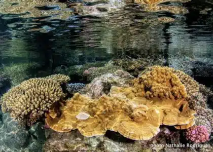 corail Grand-Anse (Greenpeace)