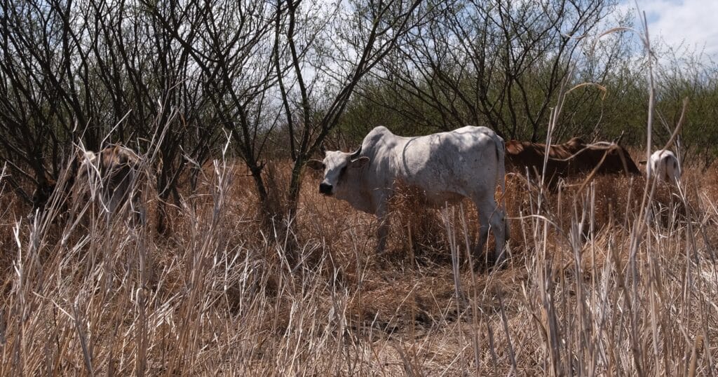Savane boeuf moka