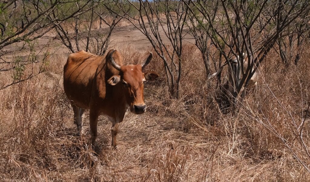 Savane boeuf moka