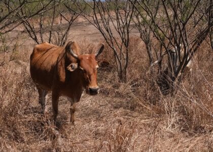 Savane boeuf moka