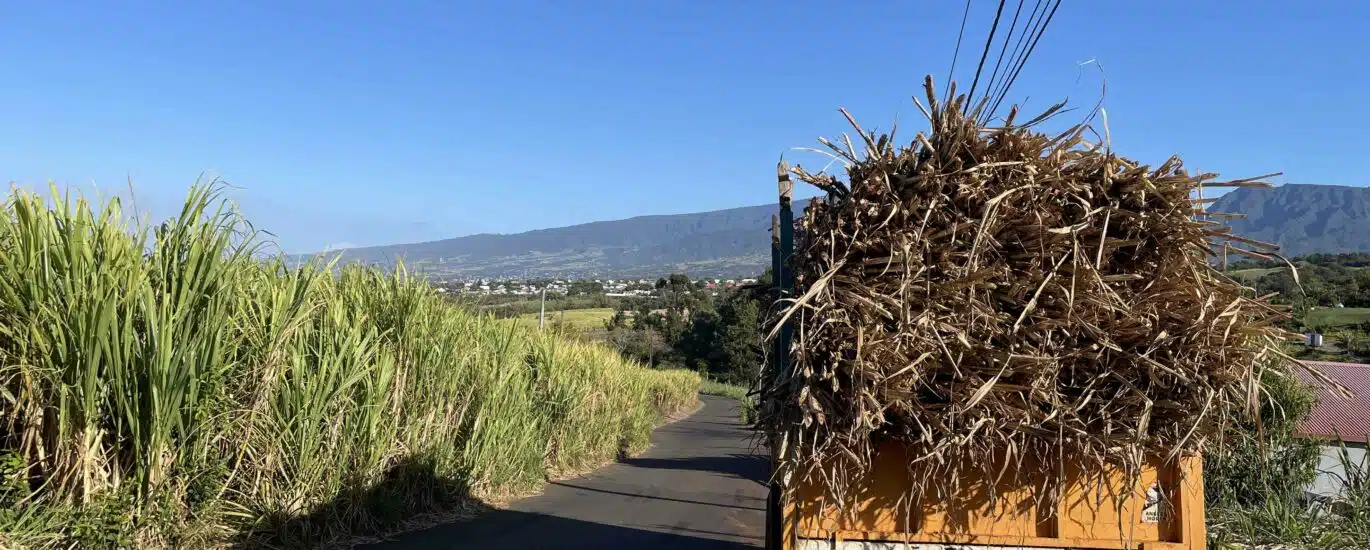 Agriculture canne à sucre pesticide engrais
