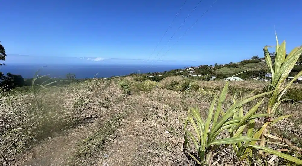 Agriculture Charrié Petite Ile Ravine du Pont