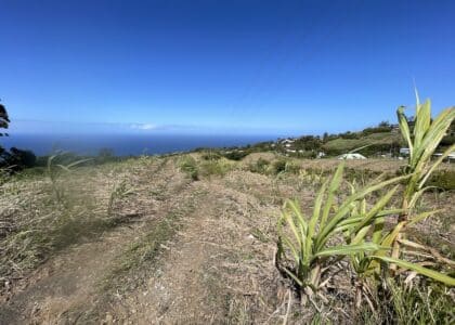 Agriculture Charrié Petite Ile Ravine du Pont