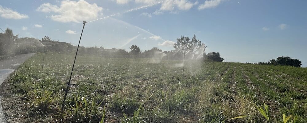 agriculture canne irrigation